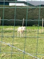 Schapen, Schaap, Vrouwelijk, 0 tot 2 jaar