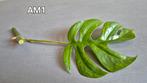 Rhaphidophora tetrasperma aurea mint (boutures), Ophalen of Verzenden