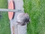 Konijntje maneke, Dieren en Toebehoren, Vogels | Overige Vogels, Tam
