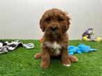 Cavapoo pups, België, 8 tot 15 weken, CDV (hondenziekte), Meerdere