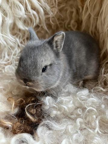Mini kleurdwerg voedstertje ️ beschikbaar voor biedingen