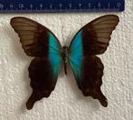 Papilio peranthus adamantus, Verzamelen, Dierenverzamelingen, Ophalen of Verzenden, Zo goed als nieuw, Insect, Opgezet dier