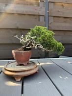 Bonsai Juniperus Chinensis Shohin - Jeneverbes, Overige soorten, Lente, Minder dan 100 cm, Ophalen