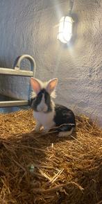 Jonge Konijntjes Zoeken Nieuwe Thuis, Dieren en Toebehoren, Mannelijk, 0 tot 2 jaar