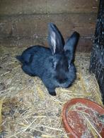 Vlaamse reus baby's 9 weken (vrouwtje), Dieren en Toebehoren, Konijnen