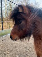 Miniatuurpaard Merrie Bruin - bmp/amha, Dieren en Toebehoren, Merrie, Gechipt, 3 tot 6 jaar, Onbeleerd