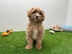 Cavapoo pups, Dieren en Toebehoren, Honden | Niet-rashonden, België, 8 tot 15 weken, Parvo, Meerdere