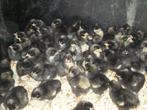 Kuikens Mechelse koekoek, Dieren en Toebehoren, Pluimvee