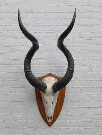 Grote schedel KUDU ANTILOPE op houten schild (ref. i)