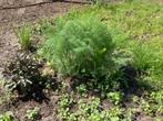 Venkelthee vaste plant, bevriest niet, wintergroen, Ophalen, Vaste plant