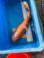55 cm koi, Dieren en Toebehoren, Karper of Koi