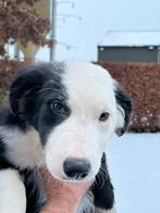 Lief border collie reutje, CDV (hondenziekte), België, Fokker | Hobbymatig, Reu