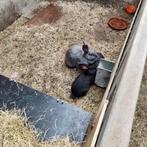 slacht konijnen, Dieren en Toebehoren, Konijnen, Meerdere dieren, Middelgroot, 0 tot 2 jaar