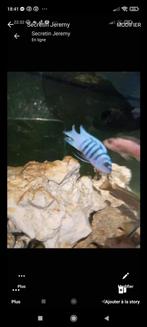 Cichlidès Malawi cynotilapia hâra g