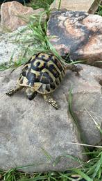 Tortue Herman boetgeri, Ophalen