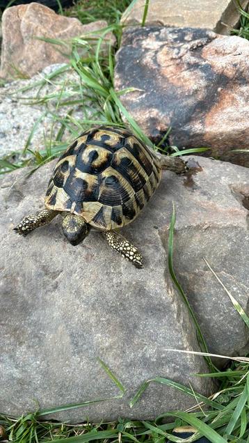 Tortue Herman boetgeri, Enlèvement