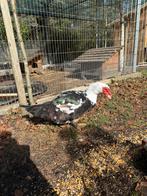 Mannelijke eend barberie 1 jaar, Dieren en Toebehoren, Pluimvee