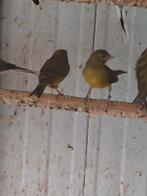 Kanaries raza  groene 20euro stuk, Dieren en Toebehoren