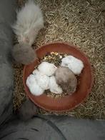 Syrische goudhamsters, Dieren en Toebehoren, Knaagdieren, Hamster, Juli, Meerdere dieren, Tam