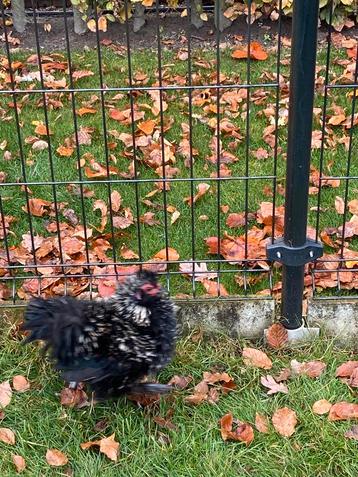 Krulveer cochin haan beschikbaar voor biedingen