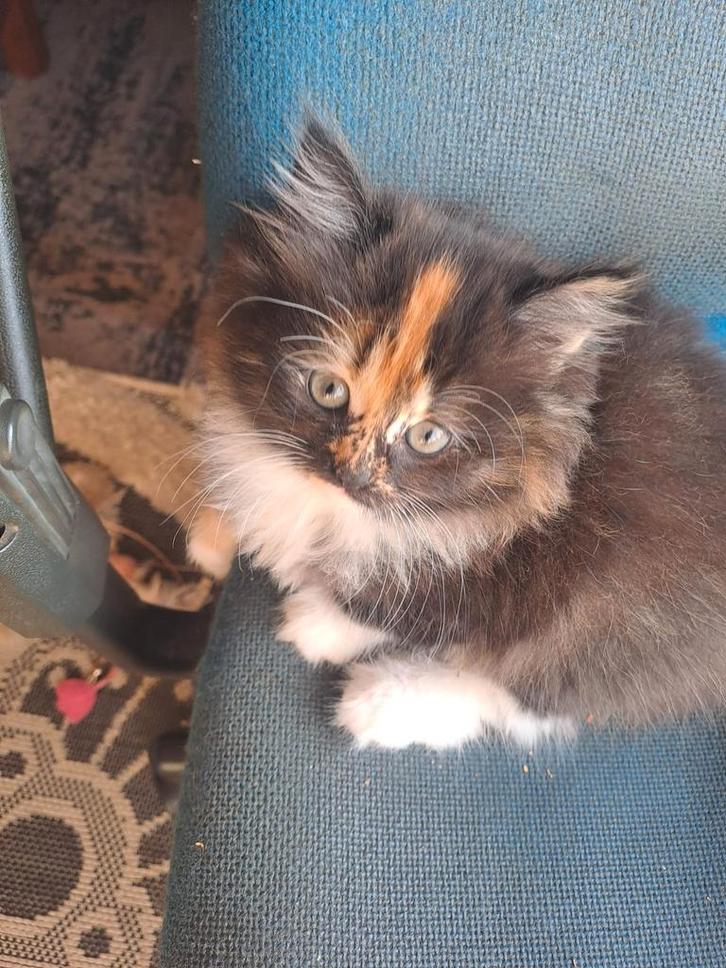 Katten, Dieren en Toebehoren, Katten en Kittens | Raskatten | Langhaar, 0 tot 2 jaar, Gechipt, Ontwormd, Ingeënt