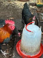 Marans, Dieren en Toebehoren