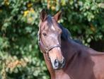 Spring paard te koop, Dieren en Toebehoren, Paarden, Ruin, Springpaard