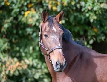 Spring paard te koop, Hongre, Cheval de saut