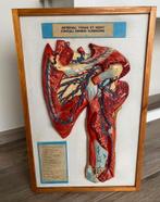 didactisch 3 d model "schouder", Ophalen of Verzenden