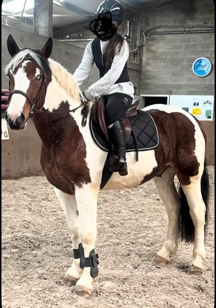 3,5j E pony ruin - Klinisch en RX goedgekeurd, Animaux & Accessoires, Poneys, Hongre, Débourré