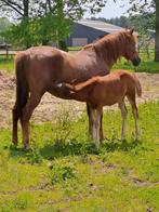 Weide maatje, Dieren en Toebehoren, Paarden en Pony's | Dekhengsten en Fokmerries, Merrie