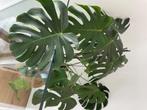 Monstera plant, Maison & Meubles, Plantes d'intérieur, Ombre partielle, Plante verte, Enlèvement, 100 à 150 cm