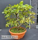 Bonsai te koop NIEUWE FOTO’S met prijs en hoogte., Tuin en Terras, Ophalen, Zomer