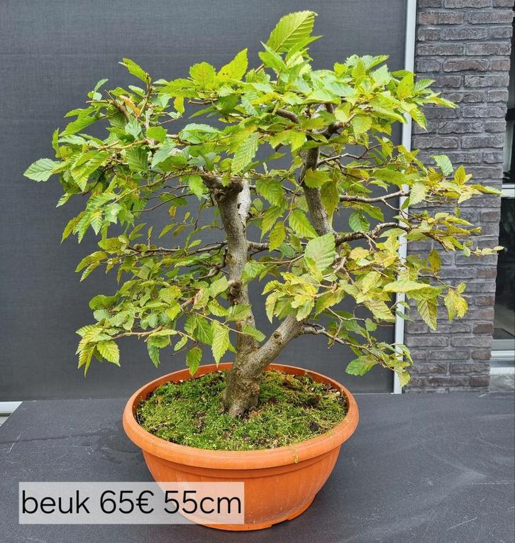 Bonsai te koop NIEUWE FOTO’S met prijs en hoogte., Tuin en Terras, Planten | Tuinplanten, Zomer, Ophalen