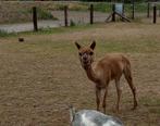 Alpaca, Februari, Meerdere dieren