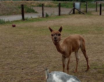 Alpaca beschikbaar voor biedingen