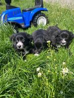 Leuke border collie pups (ouders zijn getest), Parvovirose, Plusieurs, Belgique, 8 à 15 semaines