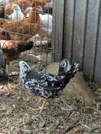 Bonte leghorns