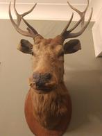 Hert vintage taxidermie, Verzamelen, Dierenverzamelingen, Ophalen, Hert