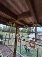 Jonge grasparkieten., Dieren en Toebehoren