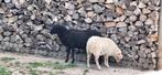 Quessant ooi, Dieren en Toebehoren, Vrouwelijk