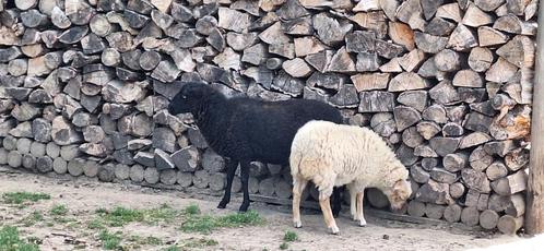 Quessant ooi, Dieren en Toebehoren, Schapen, Geiten en Varkens, Vrouwelijk