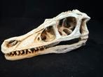 Schedel van een Velociraptor, Verzamelen, Ophalen of Verzenden, Nieuw, Wild dier, Schedel