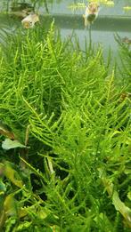 Mousse de Noël. mousse de Noël., Enlèvement ou Envoi