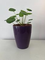 Plante à monnaie de Chine / Pilea peperomioides Diels, Ophalen