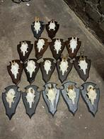 Reebok geweitjes. Trofeeën. Jacht. Hut. Mancave, Verzamelen, Dierenverzamelingen, Ophalen of Verzenden, Zo goed als nieuw, Hert