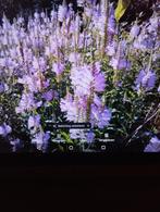 Roze scharnier planten, Tuin en Terras, Ophalen