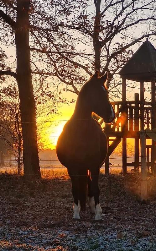 Plekje vrij op paddock paradise in wording, Animaux & Accessoires, Box & Pâturages