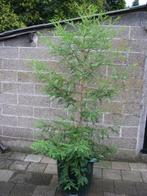 Hoogste boom ter wereld, 115 meter: Sequoia sempervirens, Tuin en Terras, In pot, Bloeit niet, Halfschaduw, 250 tot 400 cm