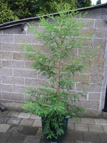 Hoogste boom ter wereld, 115 meter: Sequoia sempervirens disponible aux enchères